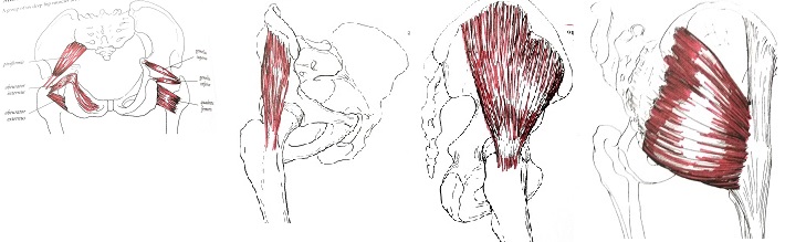 復習がてらにどれがどの筋肉だか当ててみてね anatomy of movement