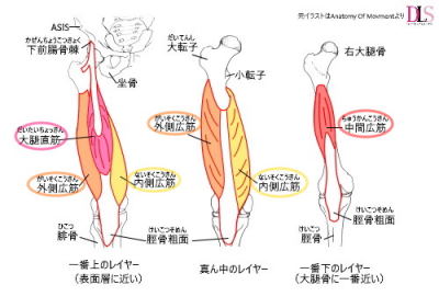 大腿骨周りの筋肉と仲良くなろう 大腿四頭筋 ハムストリングス Dancer S Life Support Com