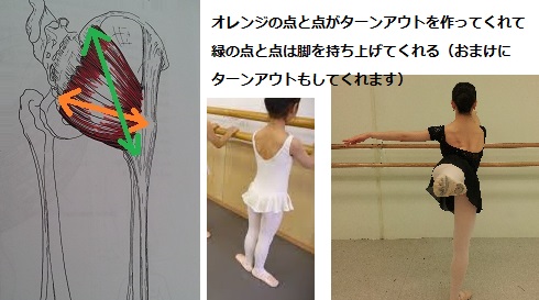 股関節からターンアウト を考える その1 ターンアウトとおしり Dancer S Life Support Com 股関節からターンアウト を考える その1 ターンアウトとおしり Dancer S Life Support Com